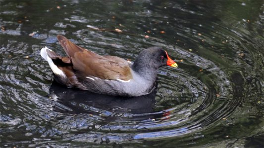 Moorhen