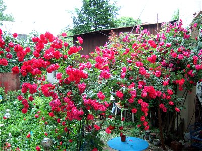 gradina geo_20050529_01