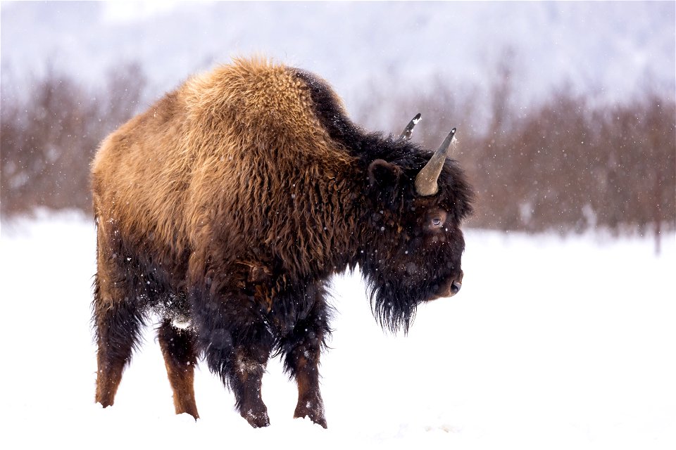Wood bison in the snow