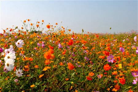 Cosmos Flowers photo