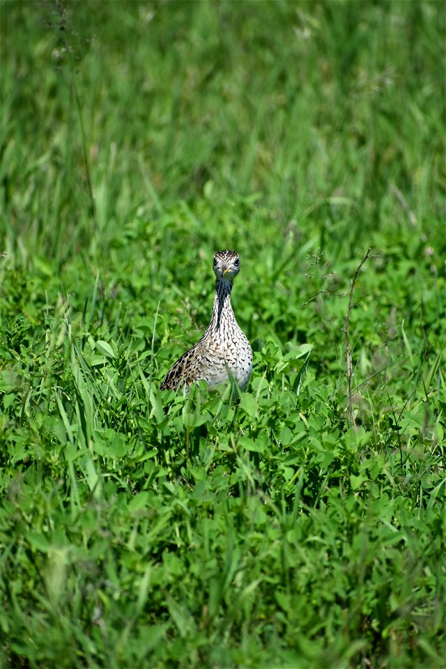 Upland Sandpiper in Grassland Lake Andes Wetland Management District South Dakota