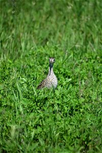 Upland Sandpiper in Grassland Lake Andes Wetland Management District South Dakota