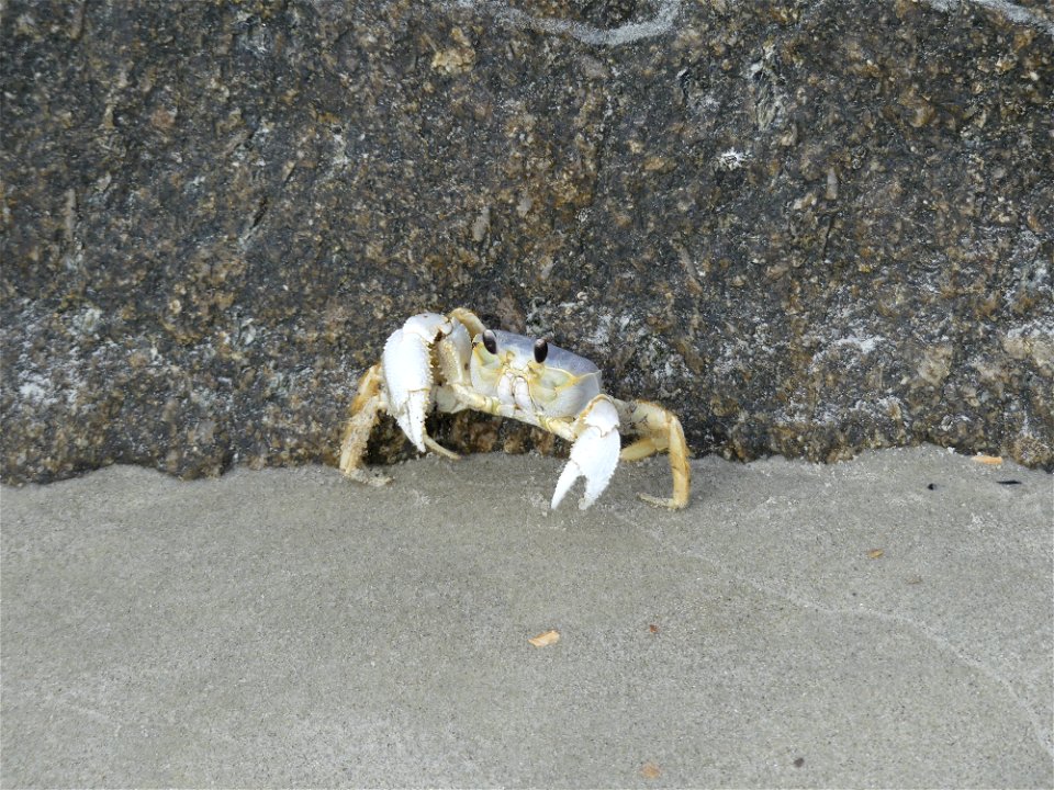 Ghost Crab-P1800733