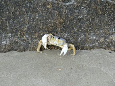 Ghost Crab-P1800733 photo