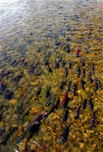 Salmon Migration photo