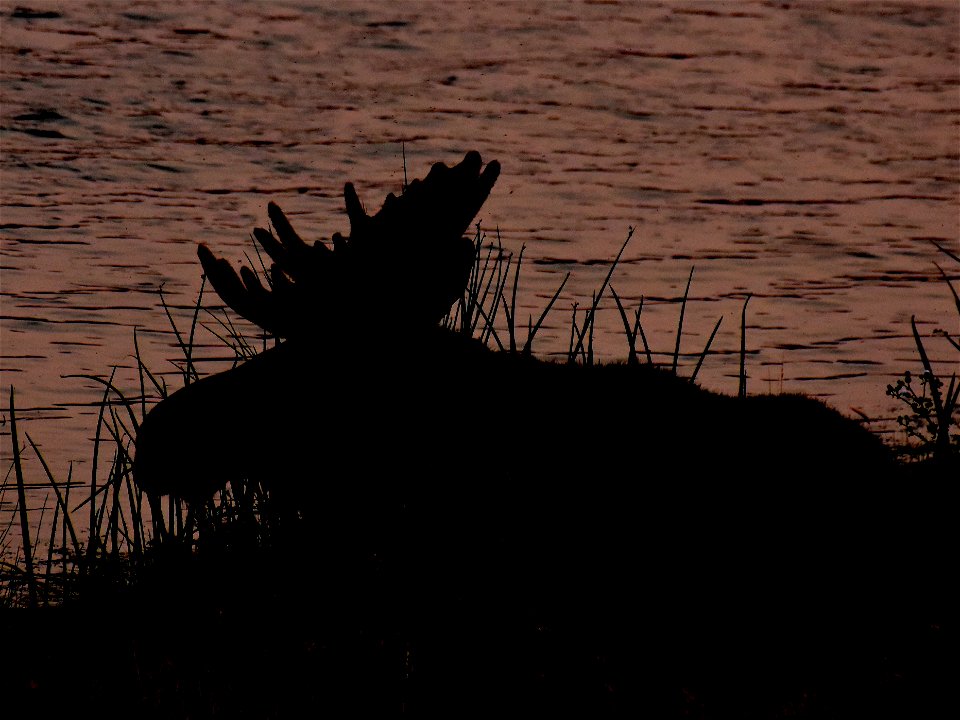 Moose at Seedskadee National Wildlife Refuge photo