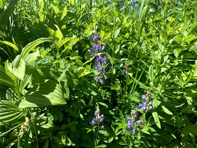 Green Mountain Trail, Mt. Baker-Snoqualmie National Forest. Photo By Sydney Corral June 28, 2021
