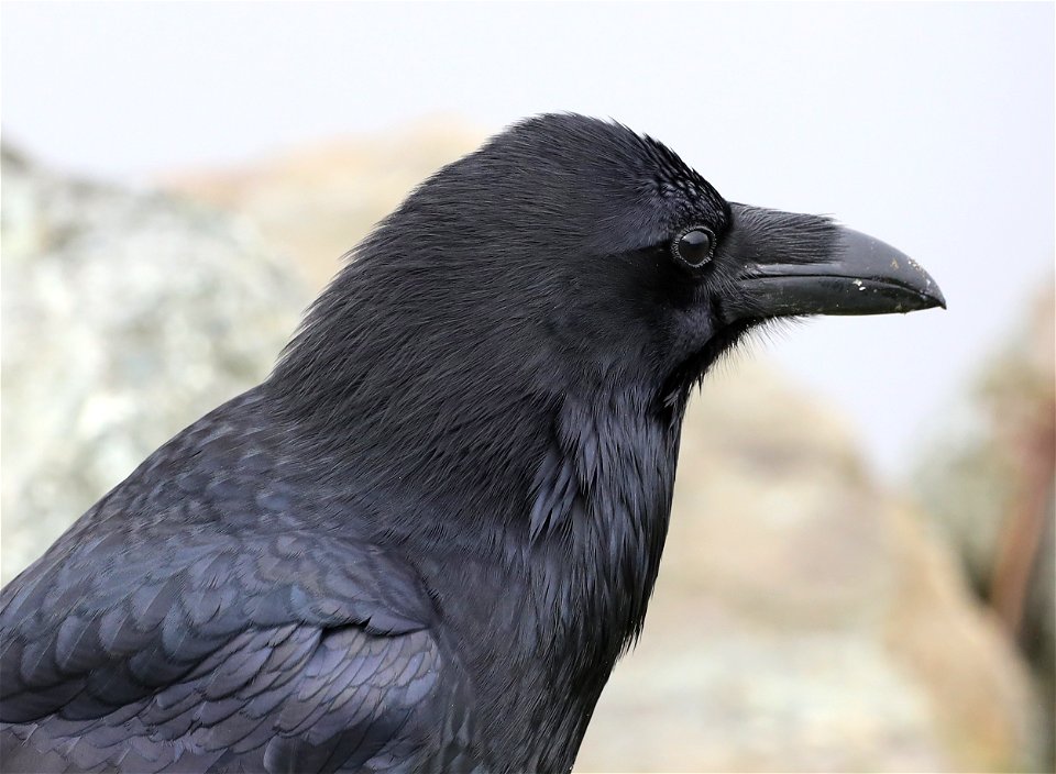 653 - COMMON RAVEN (10-29-2021) crescent city, del norte co, ca -02