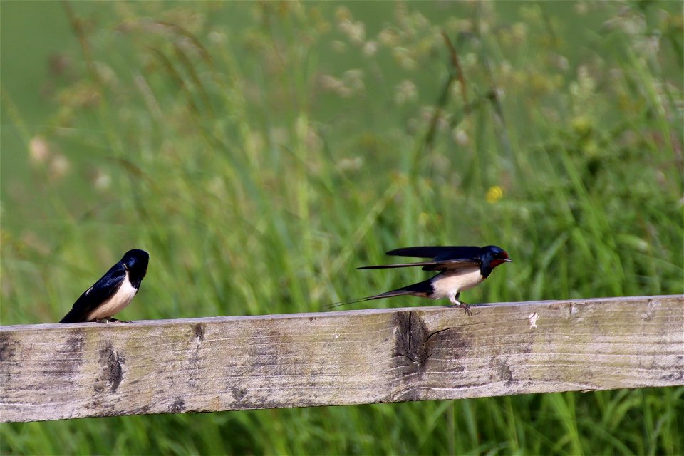 Ringed Swallow photo