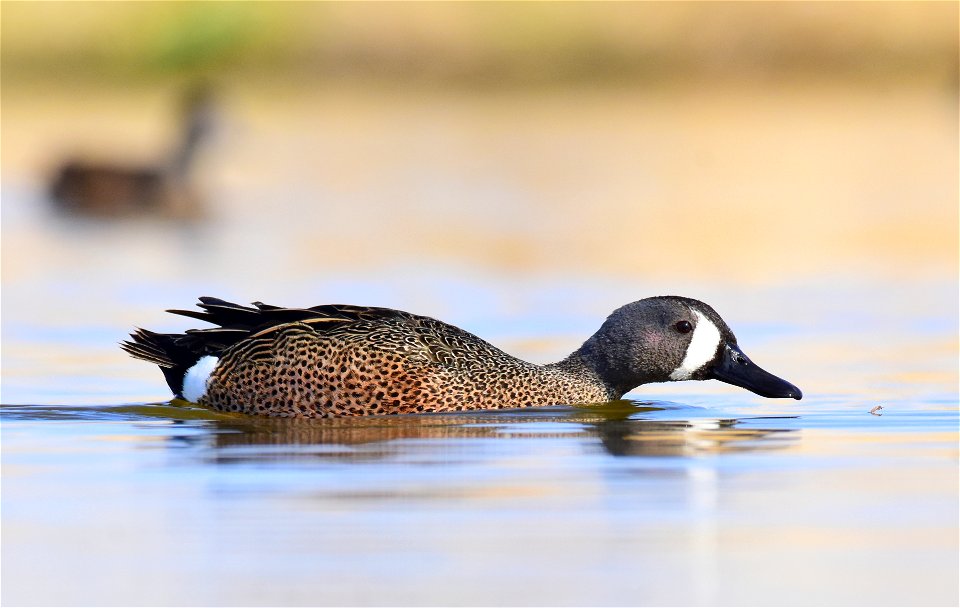 Blue-winged teal at Seedskadee National Wildlife Refuge