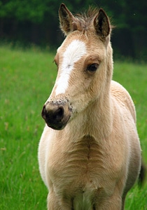 Baby horse young colt