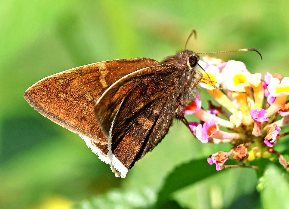CLOUDYWING, COYOTE (Achalarus toxeus) (02-24-2023) national butterfly center, hidalgo co, tx -01