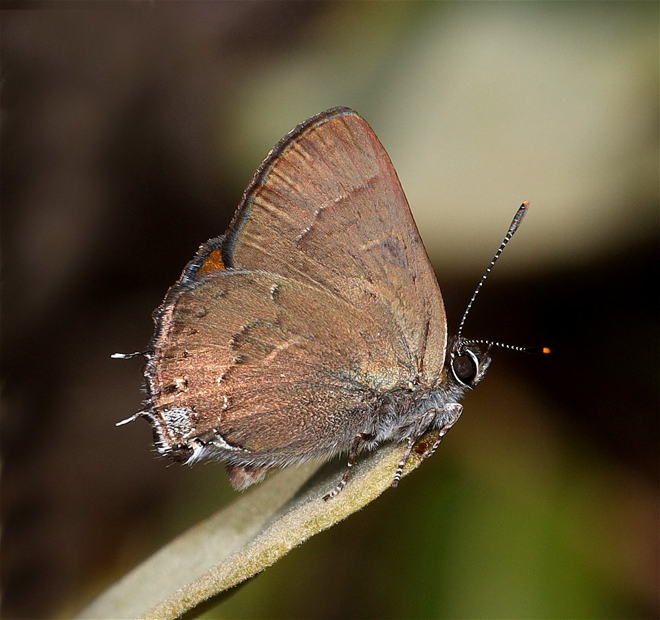 HAIRSTREAK, HEDGEROW (Satyrium saepium) (06-29-2022) low divide road, smith river rec area, del norte co, ca -02