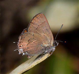HAIRSTREAK, HEDGEROW (Satyrium saepium) (06-29-2022) low divide road, smith river rec area, del norte co, ca -02