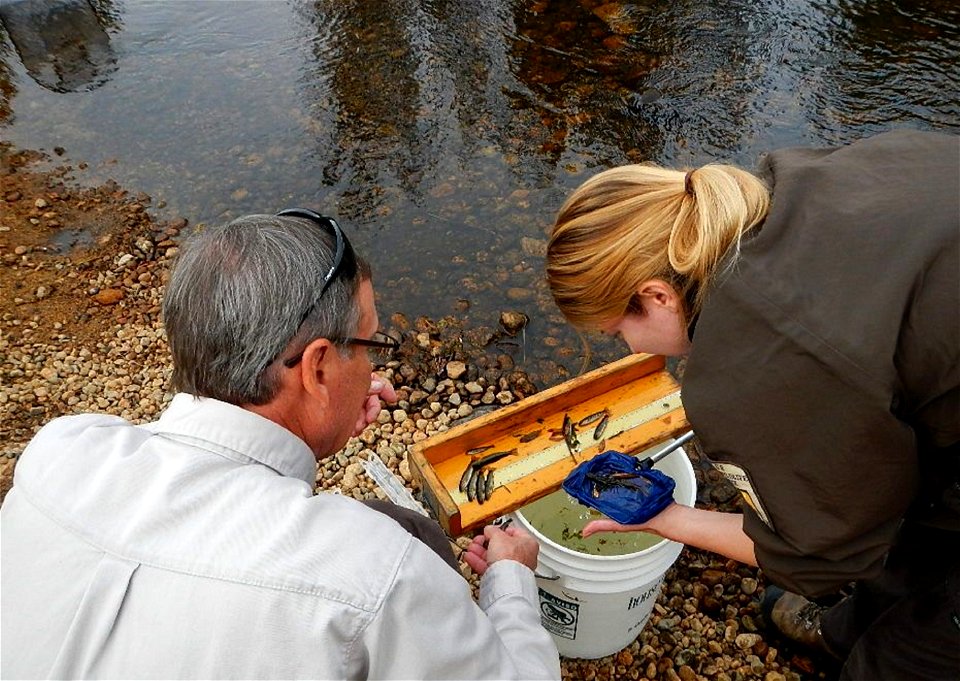 Sampling Fish in Rocky Mountain National Park