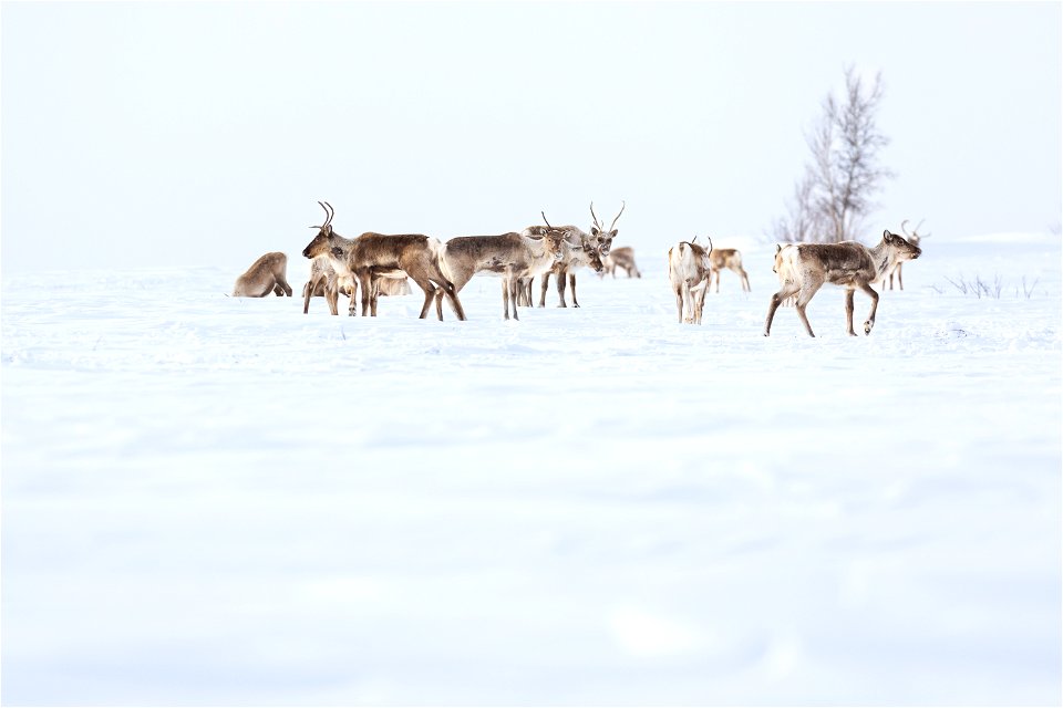 Caribou along a winter trail on Selawik National Wildlife Refuge
