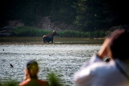 Moose in Fishercap Lake photo
