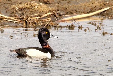 Ring-necked Duck Huron Wetland Management District