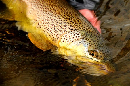 Brown trout release
