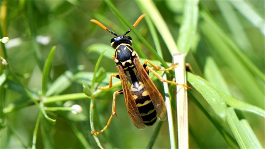 Polistes dominula (Haus-Feldwespe)