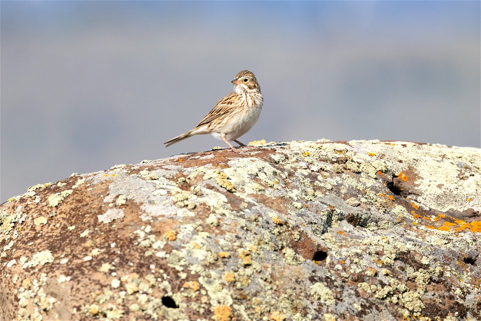 Vesper sparrow (Pooecetes gramineus) on a rock