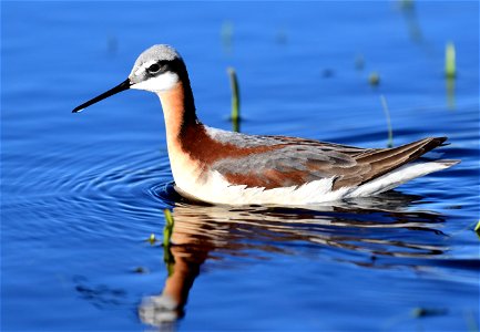 Wilson's phalarope at Seedskadee National Wildlife Refuge
