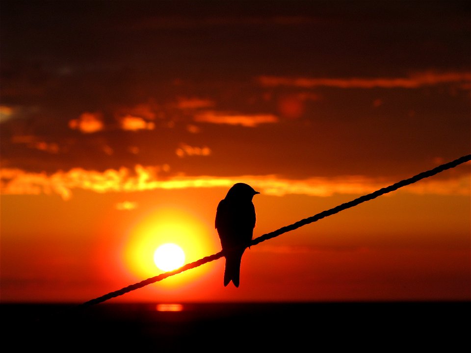 Tree swallow silouette photo