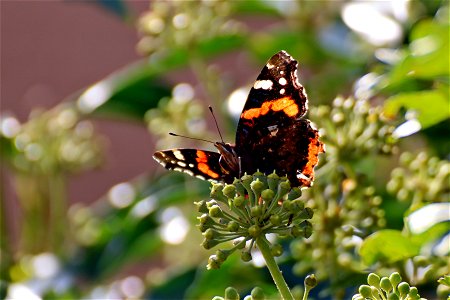 Red Admiral on Ivy. HWW. photo