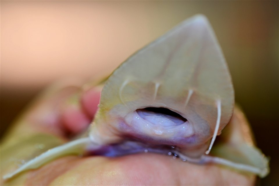 Juvenile Pallid Sturgeon - Mouth photo