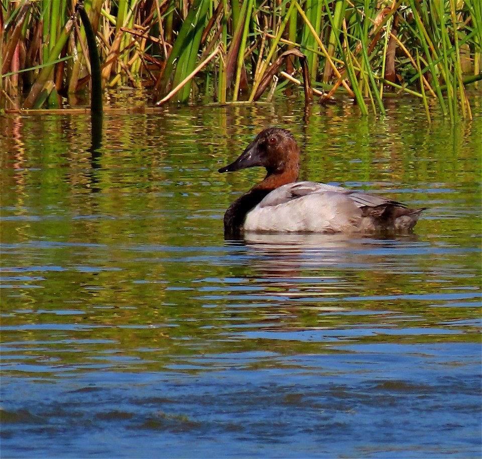 Canvasback