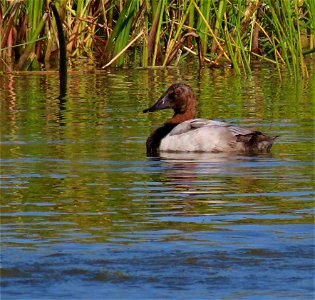 Canvasback