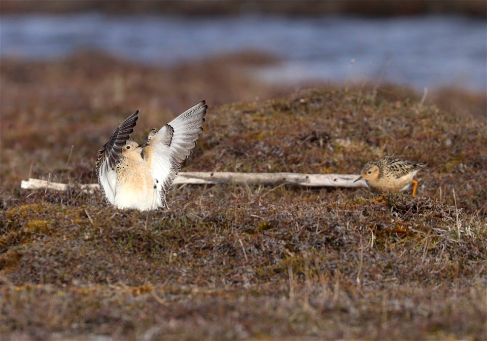 Buff-breasted sandpiper display