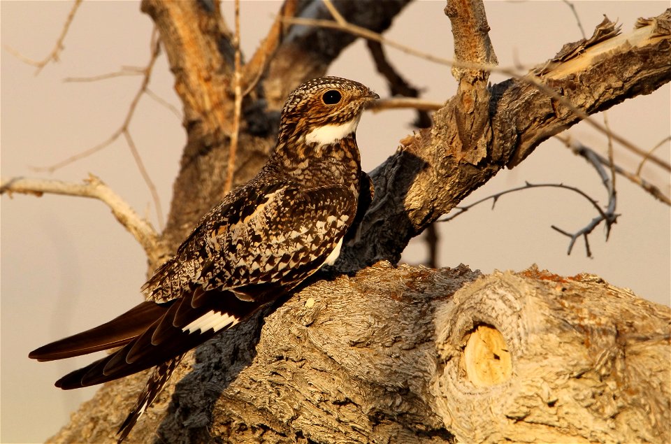 Common Nighthawk resting at Fish Springs National Wildlife Refuge