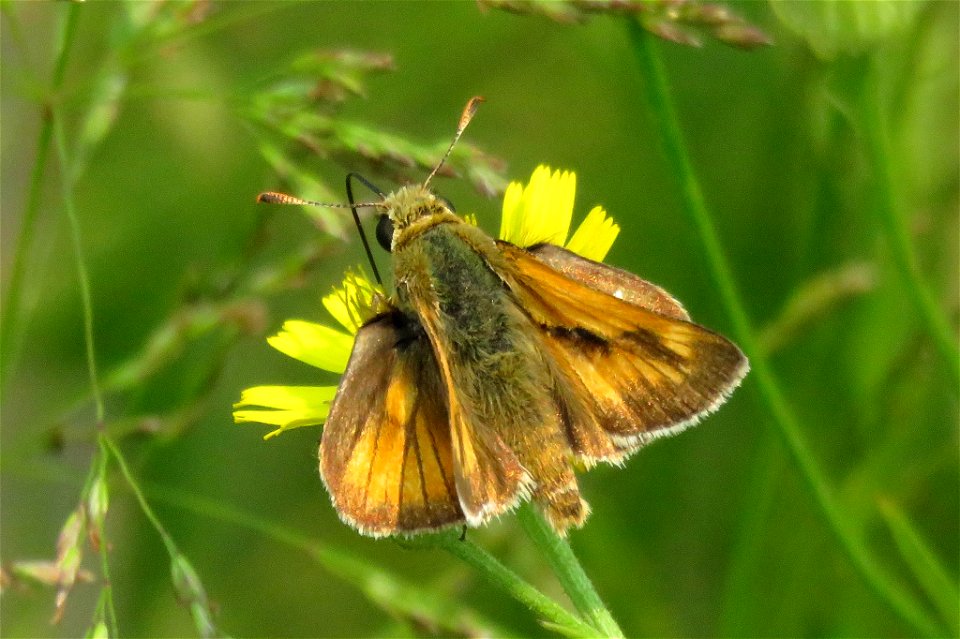 Long Dash Skipper