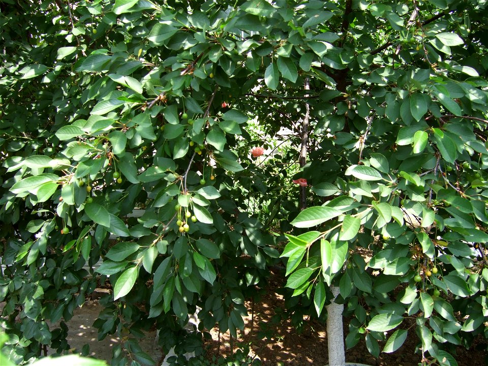 trandaf-bis2009_0517_105419