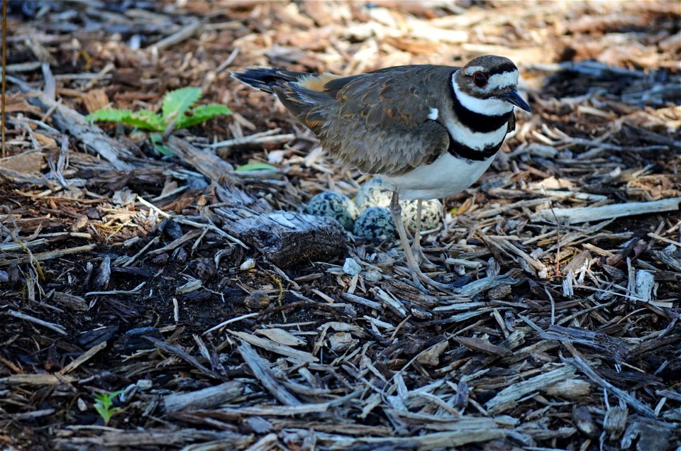 Killdeer guarding its nest