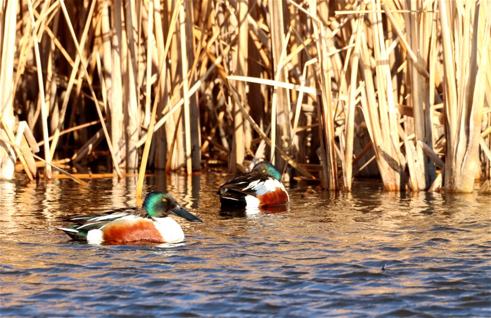Northern Shovelers Huron Wetland Management District