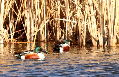 Northern Shovelers Huron Wetland Management District photo