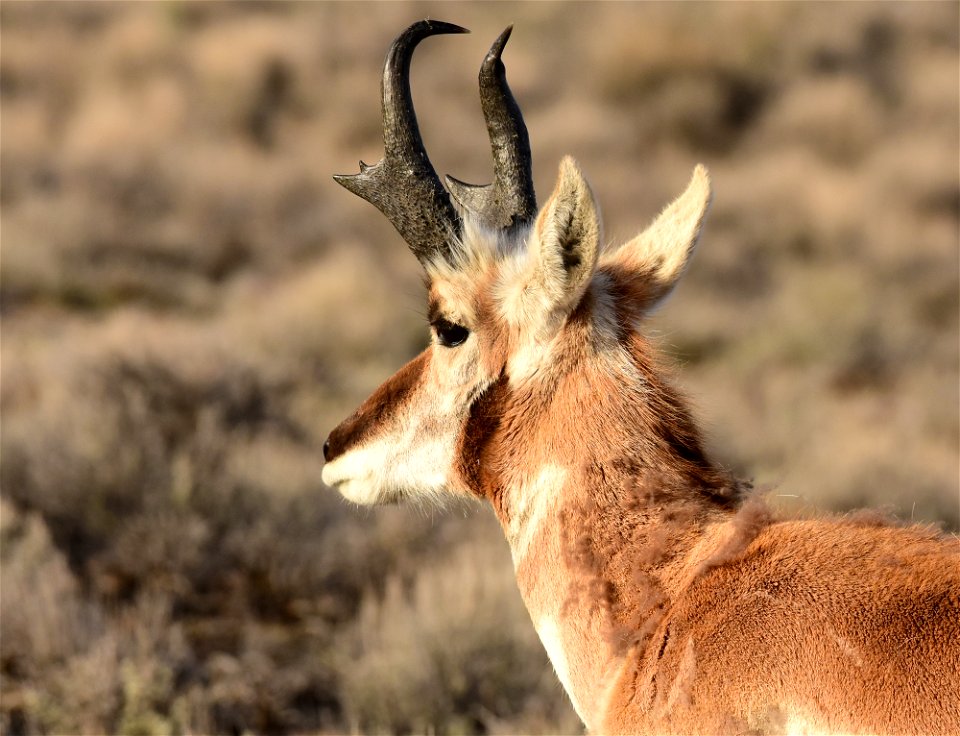 Pronghorn at Seedskadee National Wildlife Refuge