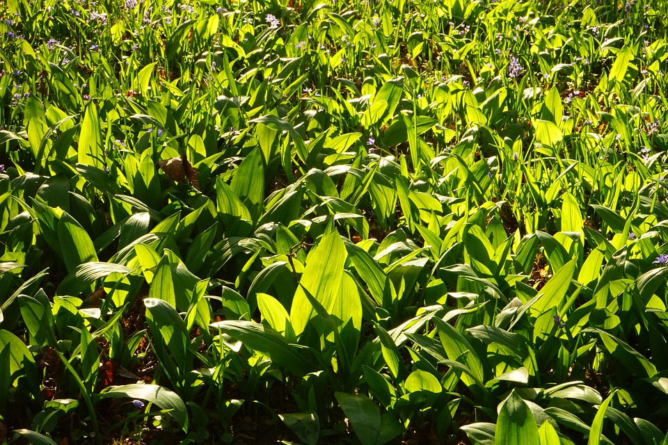 Garlic leaves young wild garlic leaves young leaves