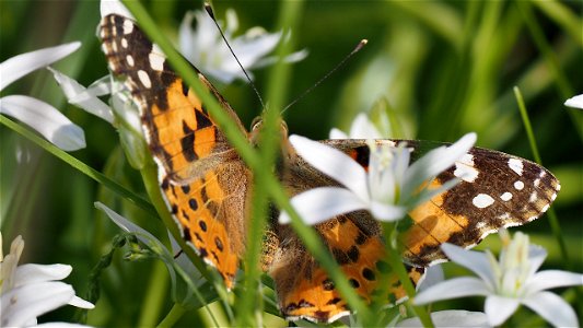 Vanessa cardui (Distelfalter) - gut versteckt in den Dolden-Milchsternen