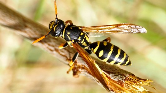 Polistes dominula (Haus-Feldwespe), Weibchen