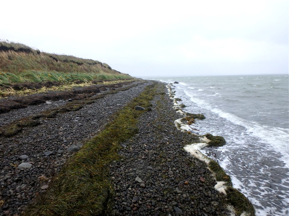 Eelgrass on beach at Kinzarof Lagoon