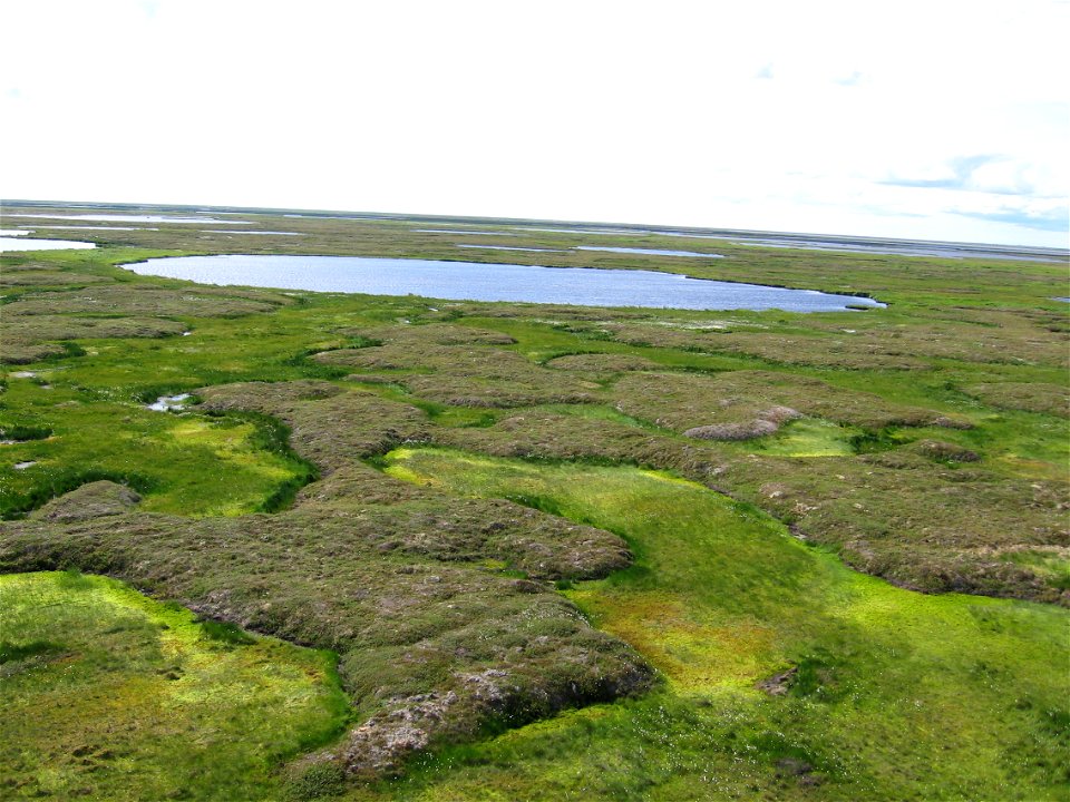 Elevated sphagnum bog