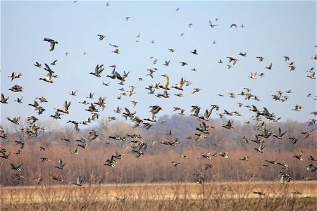 Ducks flying over refuge lands photo
