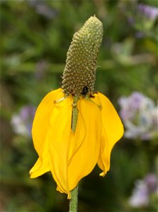 FLOWER, sp (07-09-2022) teton co, mt -02