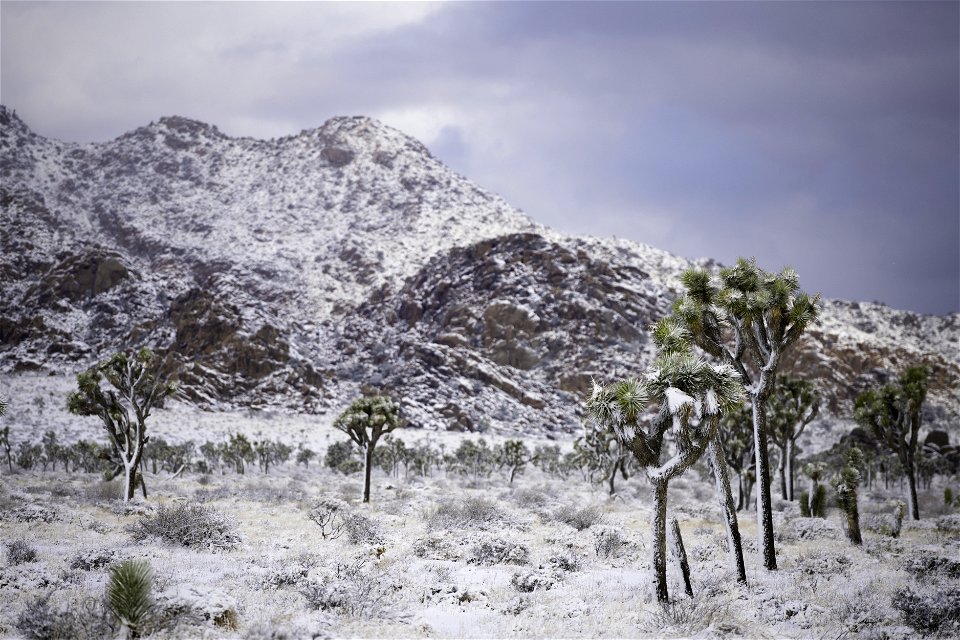Snow over a field of Joshua trees in Lost Horse Valley