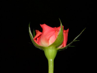 trandfmic_timelps2011_1108_202249
