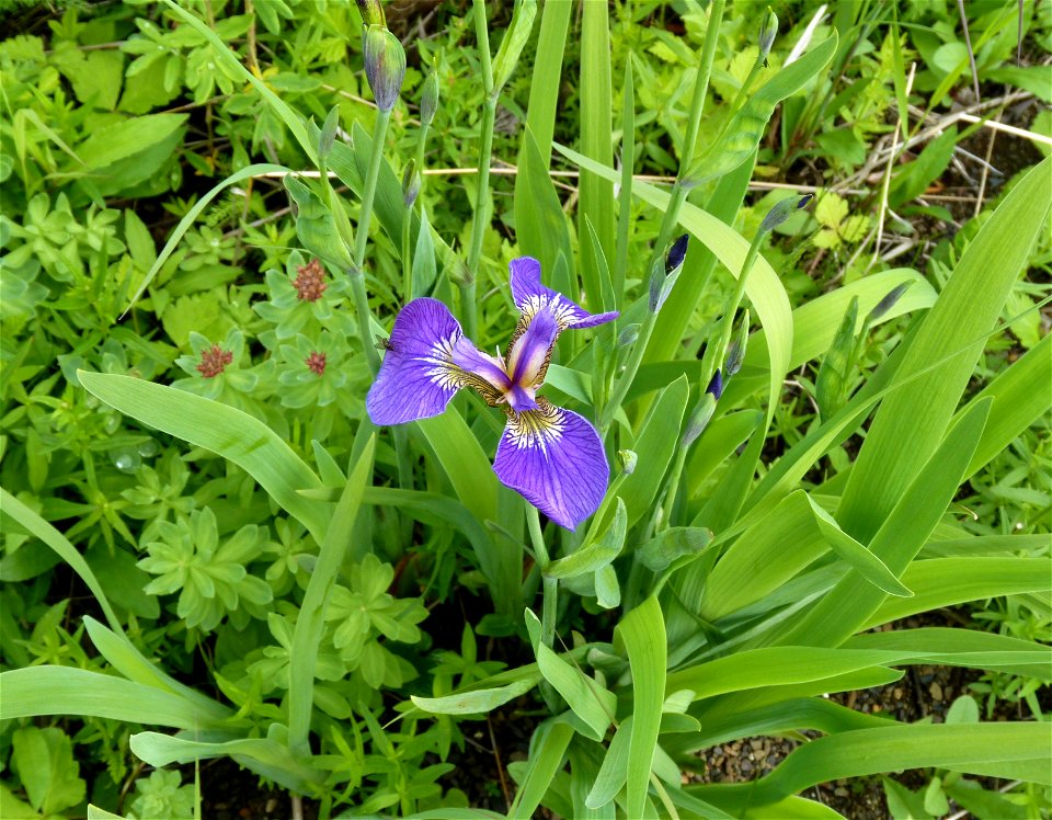 Wild Iris_7-6-10