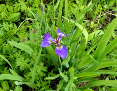 Wild Iris_7-6-10 photo